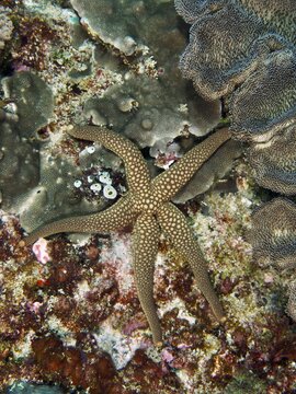 Brown starfish with dotted pattern, New Caledonia starfish, yellow net starfish (Nardoa novaecaledoniae), on a varied coral background. Dive site SD, Nusa Ceningan, Nusa Penida, Bali, Indonesia