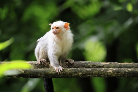 Silver marmoset (Mico argentatus, syn.: Callithrix argentata), silver marmoset, adult, perched on a tree, alert, South America
