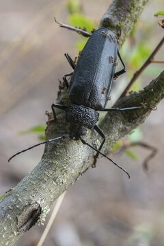 Cerambycidae, Ergates Faber, Mulmbock, Housebuck, Beetle, Longhorn Beetle, Coleoptera, Female, High Size, Portrait Format, Insects, Beetles, Long-Horned Beetle, Female