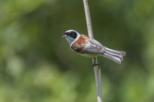 Marsupial tit, European penduline tit, remiz pendulinus, birds, passeri, songbirds, songbirds, birds