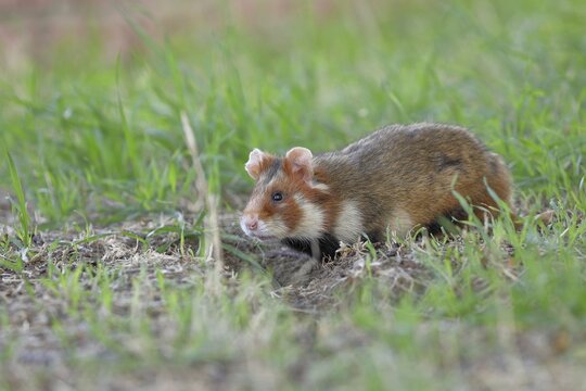 European hamster (Cricetus cricetus), in a meadow, going into its burrow, Vienna, Lower Austria, Austria