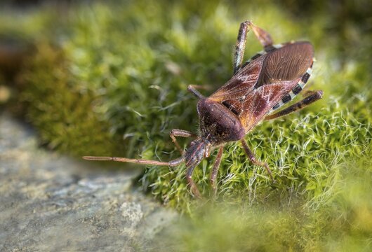 American pine bug, American cone bug, heteroptera, Leptoglossus occidentalis, neobiota, insects, pine bug, neozoon, bedbugs, western conifer seed bug, cone bug