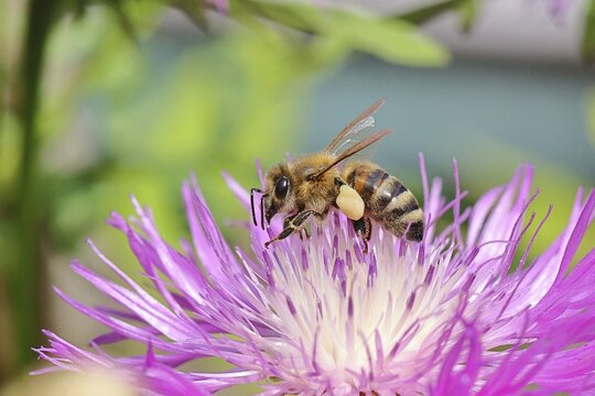 European honeybee (Apis mellifera), with pollen pellets, collecting nectar from a flower of the meadow knapweed or common knapweed (Centaurea jacea), macro photograph, Wilnsdorf, North Rhine-Westphalia, Germany