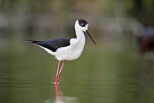 A black-winged Black-winged Stilt (Himantopus himantopus) wades through a pond in search of food, Camargue, southern France