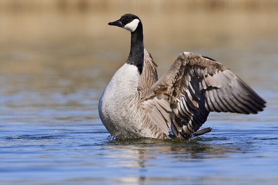 Canada Goose (Branta canadensis), flapping its wings, North Rhine-Westphalia, Germany