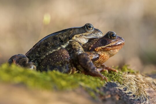 Amplexus, common frog, Rana temporaria, amphibians, amphibians, frog, frog, frogs, spring, clasp grip, amphibians, mating, jumping