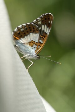 Small kingfisher, Ladoga camilla, limenitis camilla, white admiral, butterfly, high size, portrait format, insects, butterfly, butterflies