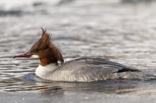 Goosander, goose s&auml;ger, mergus merganser, anatidae, birds, duckbirds, female, sawyer, birds, waterbirds, waterbirds, female