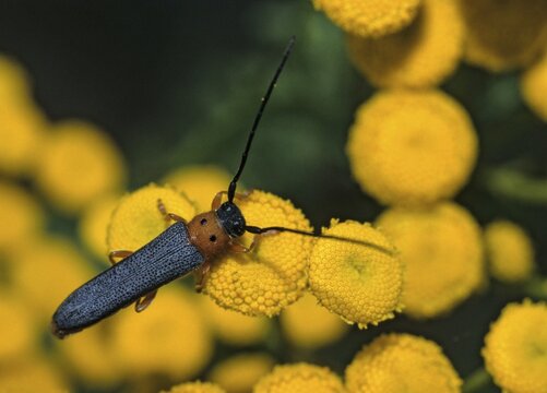 Eyed longhorn beetle, oberea oculata, red-necked willow buck, willow trestle, willow buck, beetle, longhorn beetle, coleoptera, insects, beetles