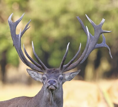 Red deer (Cervus elaphus), capital stag in a forest clearing, animal portrait, wildlife, Sauerland, North Rhine-Westphalia, Germany