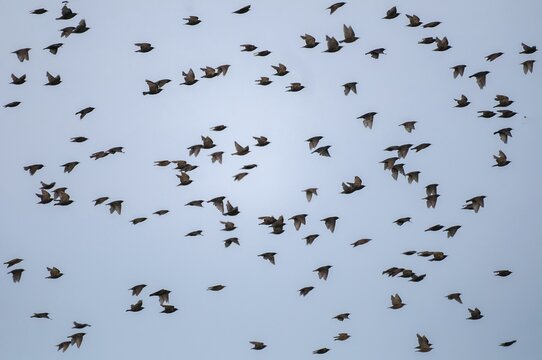 Star, starling, Sturnus vulgaris, birds, flying, flight, passeri, songbirds, swarm of birds, bird migration, birds