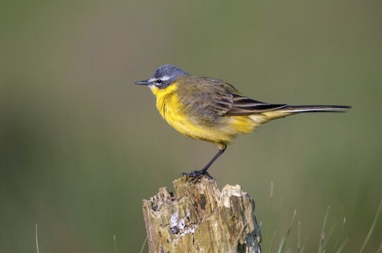 Motacilla flava, sheeptail, western yellow wagtail, yellow wagtail, birds, male, passeri, songbirds, birds