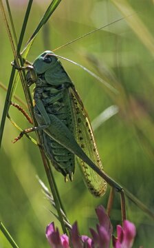 Decticus verrucivorus, grasshoppers, deciduous locusts, wart biters, ensifera, grasshoppers, grasshoppers, high size, portrait format, insects, long-feeler scare, wait biter
