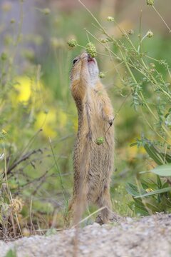 A fully grown European ground squirrel (Spermophilus citellus) eats seats, leaves and flowers in a green meadow with tall vegetation on a sunny day. Austria
