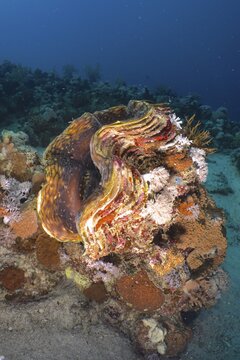 Fluted giant clam (Tridacna squamosa) Killer clam . Dive site House Reef, Mangrove Bay, El Quesir, Red Sea, Egypt