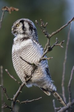 Hawk owl, sparrow owl, surnia ulula, birds, owls, high size, portrait format, northern hawk owl, owls, strigiformes, birds