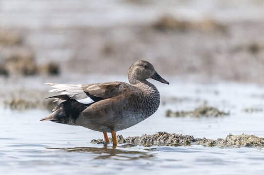 Anas Strepera, Gadwall, Mareca Strepera, Middle Duck, Schnatterente, Anatidae, Birds, Ducks, Ducks, Duckbirds, Waterbirds