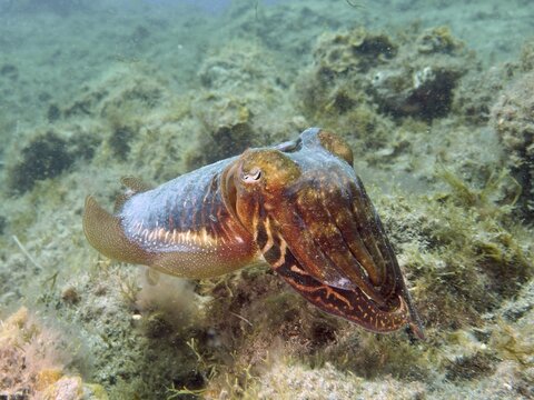 A common cuttlefish (Sepia officinalis) swims over an algae-rich seabed in clear water, at the El Cabron Marine Reserve dive site, Arinaga, Gran Canaria, Spain, Europe, Atlantic Ocean