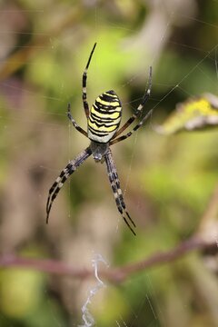 Wasp spider, zebra spider (Argiope bruennichi) on its web in a bramble bush in a vineyard, Cochem, Moselle, Rhineland-Palatinate, Germany
