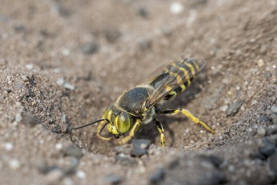Bembix Rostrata, Brandenburg, Common European Sand Wasp, Crabroniade, Germany, hymenoptera, gyro wasp, Nabu, Nabu project, national natural heritage, natural paradise Gr&uuml;nhaus, post-mining landscape, digging wasps, green house, insects, rostrate Bembix wasp
