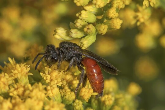 A blood bee (Specodes sp.) with a red body is resting on a flower of Solidago canadensis, surrounded by other yellow flowers, Baden-W&uuml;rttemberg, Germany