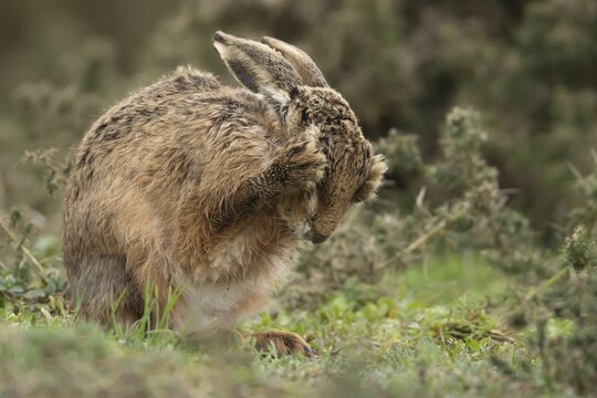 European brown hare (Lepus europaeus) adult animal washing its face in grassland, England, United Kingdom