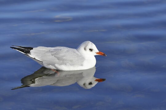 Black-headed gull (Chroicocephalus ridibundus), swimming on the lake with reflection, Prien, Chiemsee, Bavaria, Germany