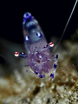 Intense close-up of a shrimp, Saravati anemone partner shrimp (Ancylomenes sarasvati), in a dark underwater environment, dive site Spice Reef, Penyapangan, Bali, Indonesia