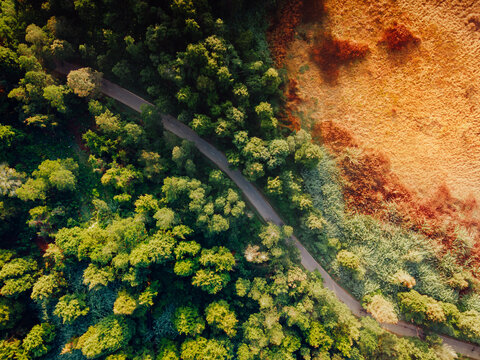 Aerial view of a winding road cutting through dense green forest and golden fields near the Dieng plateau in Kejajar, Central Java, Indonesia.