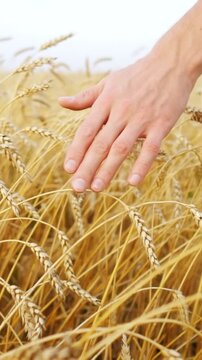 Man's hand gently touching the golden ears of wheat in a farm field, feeling the ripe grains before the harvest, representing a deep connection with the agricultural land and nature