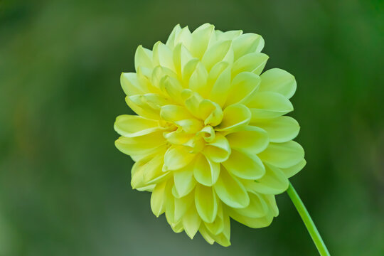 Close Up of Yellow Dahlia Flower Blooming in Autumn Garden with Green Background