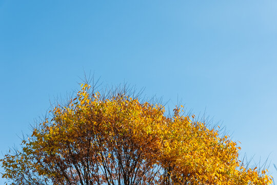 Yellow Autumn Foliage Tree Crown Under Clear Blue Sky with Copy Space in Japan