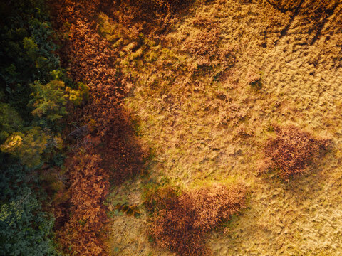 Aerial view of the golden-brown volcanic landscape of the Dieng Plateau with patches of green forest and textured vegetation in Kejajar, Central Java, Indonesia.