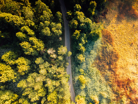 Aerial view of a winding road cutting through lush green forests and golden fields in the Dieng plateau, Kejajar, Central Java, Indonesia.