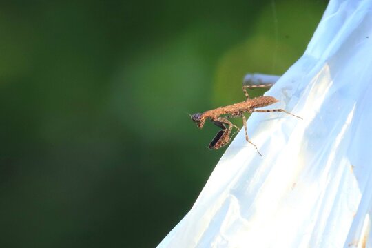 Praying Mantis on Plastic Bag: A brown praying mantis with its forelegs raised clings to a white plastic bag, with a blurred green background suggesting an outdoor environment.