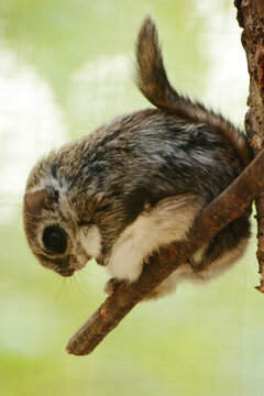 European flying squirrel (Pteromys volans volans) sitting on a branch
	
	 