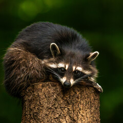 Cute raccoon sitting on wooden tree trunk © Quality by Simon