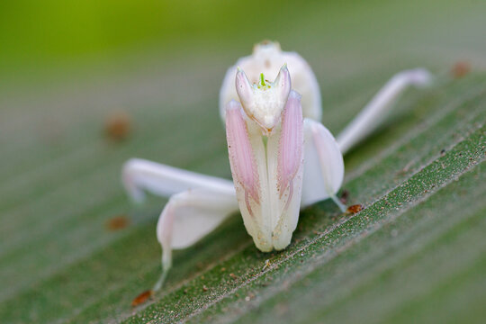 Orchid mantis showing intricate camouflage on green leaf