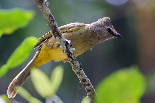 Flavescent Bulbul perching on branch in thailand jungle