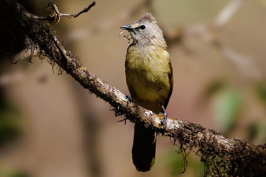 Flavescent Bulbul perching on branch holding nesting material