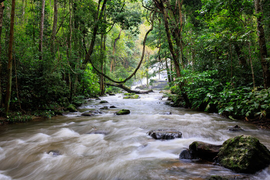 River flowing through lush green rainforest in Chiang Mai, Thailand