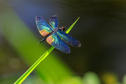 Greater Bluewing dragonfly resting on grass blade in thailand