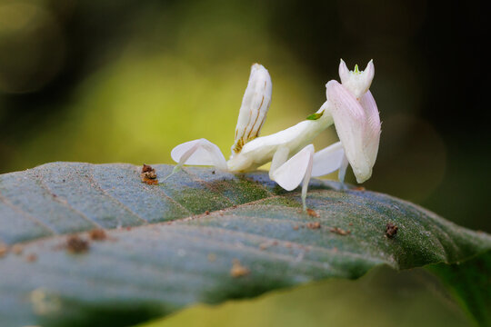 Orchid mantis hymenopus coronatus camouflaging on green leaf in Thailand