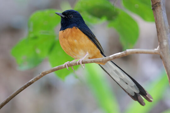 White rumped shama bird perching on a brown branch