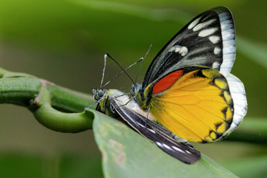 Two Red-spot Jezebel butterflies mating on green plant
