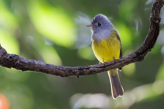 Grey headed canary flycatcher perching on branch in Thailand
