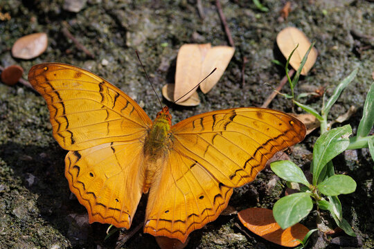 Common Cruiser butterfly resting on ground in chiang mai