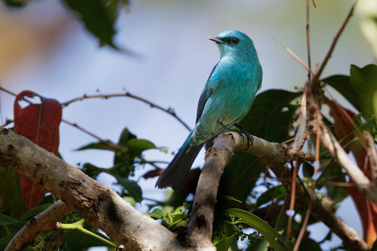 Verditer flycatcher perching on branch in Doi Khun Than, Thailand