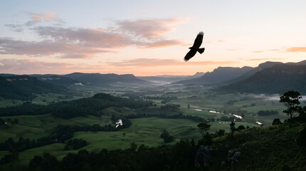 Fototapeta premium Bird of prey soaring over a valley