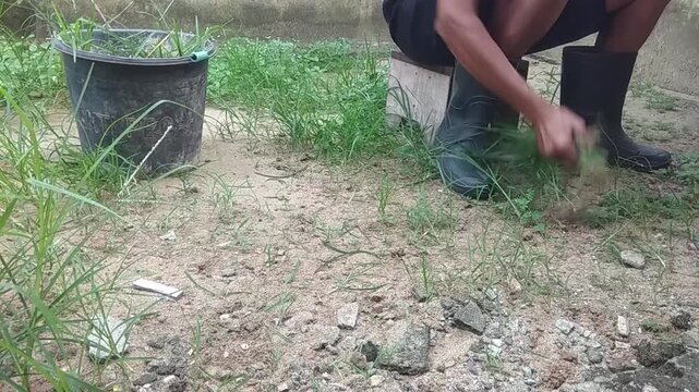 A man is cleaning up a yard that has become overgrown with weeds. Someone is pulling weeds from the ground to make the yard look clean.